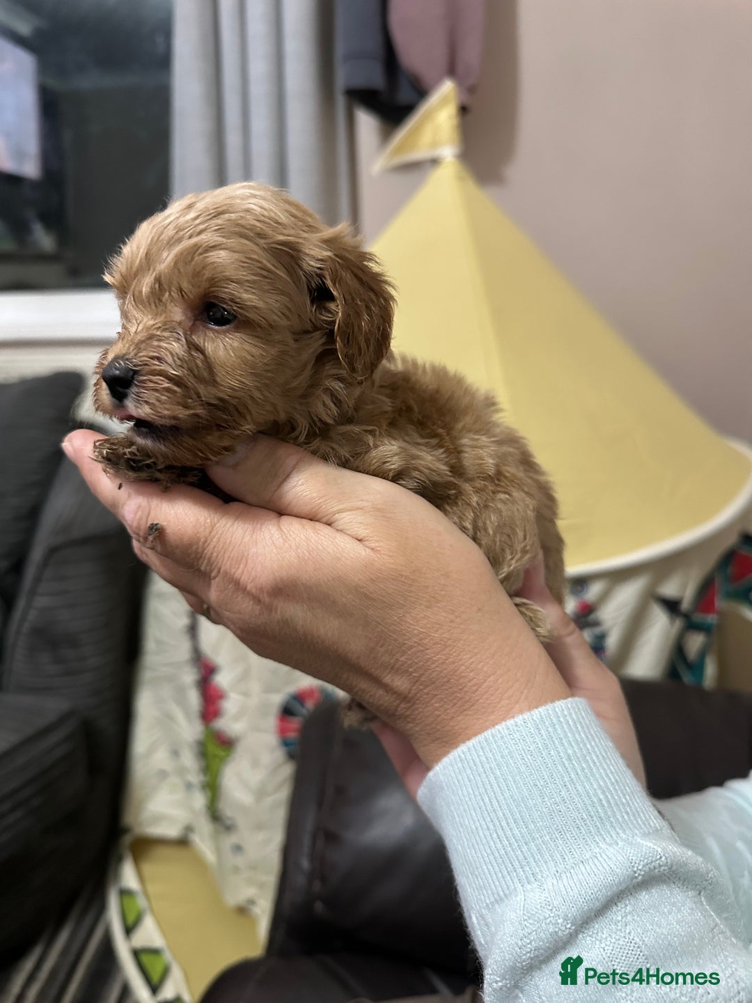 Cockapoo dogs for sale: Miniature cockapoo puppies - Image 10
