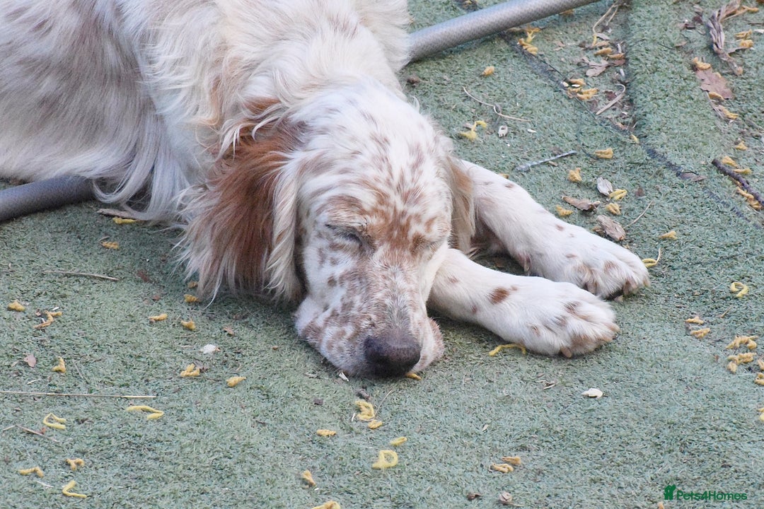 English Setter dogs for adoption: Dina  - Image 2