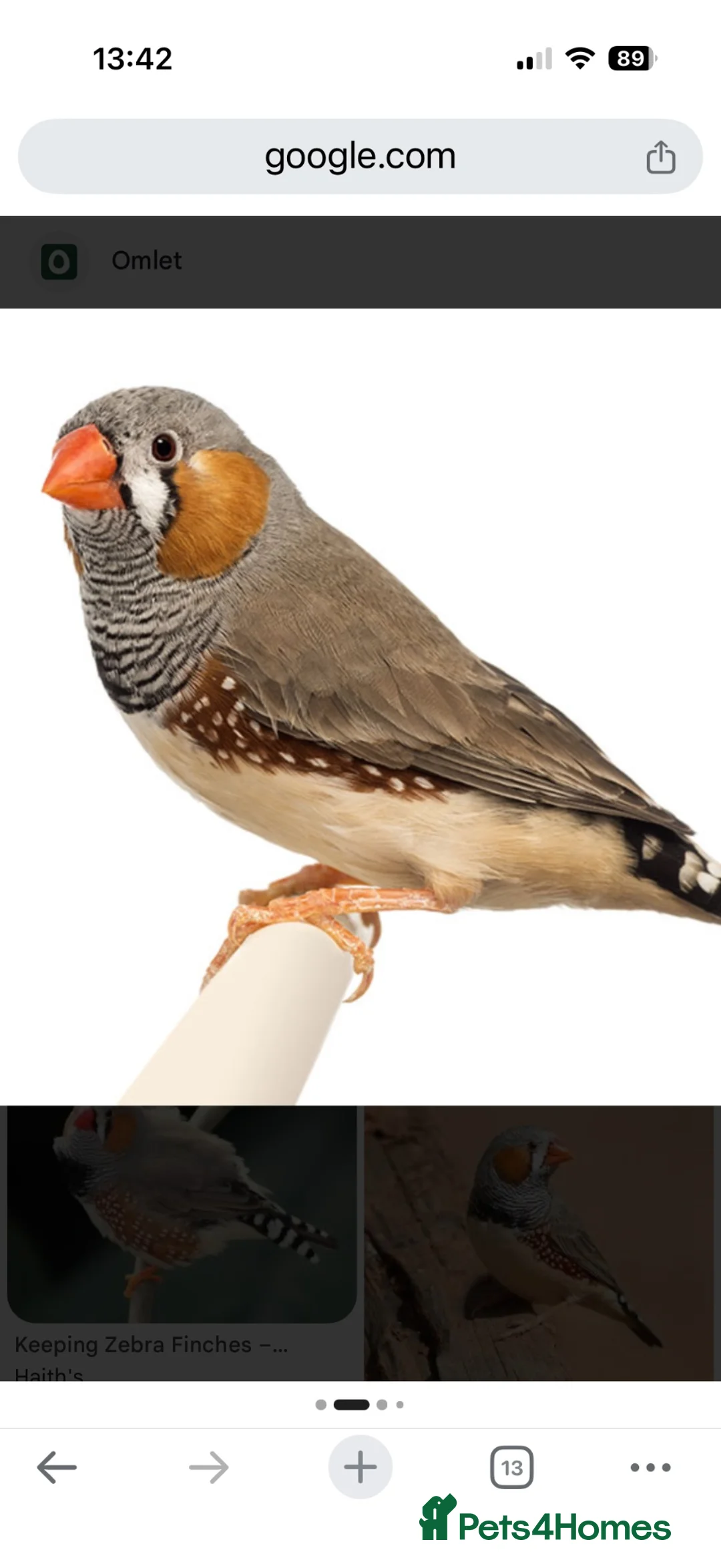 Finches birds for sale: 9 zebra finch, male and female - Advert 2