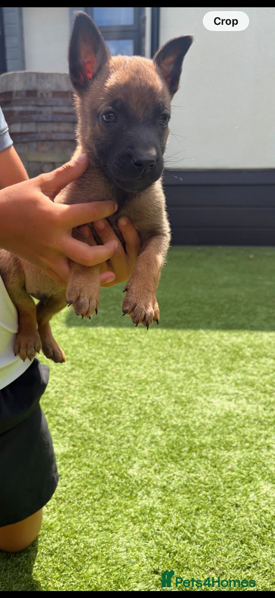 Belgian Shepherd Dog dogs Belgian Malinois Pup - Advert 2