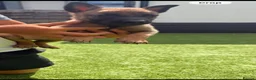 Belgian Shepherd Dog dogs for sale: Belgian Malinois Pup - Advert 2