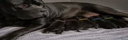Cane Corso dogs for sale: 🐾 European Champion Bloodline Cane Corso Puppies - Advert 6