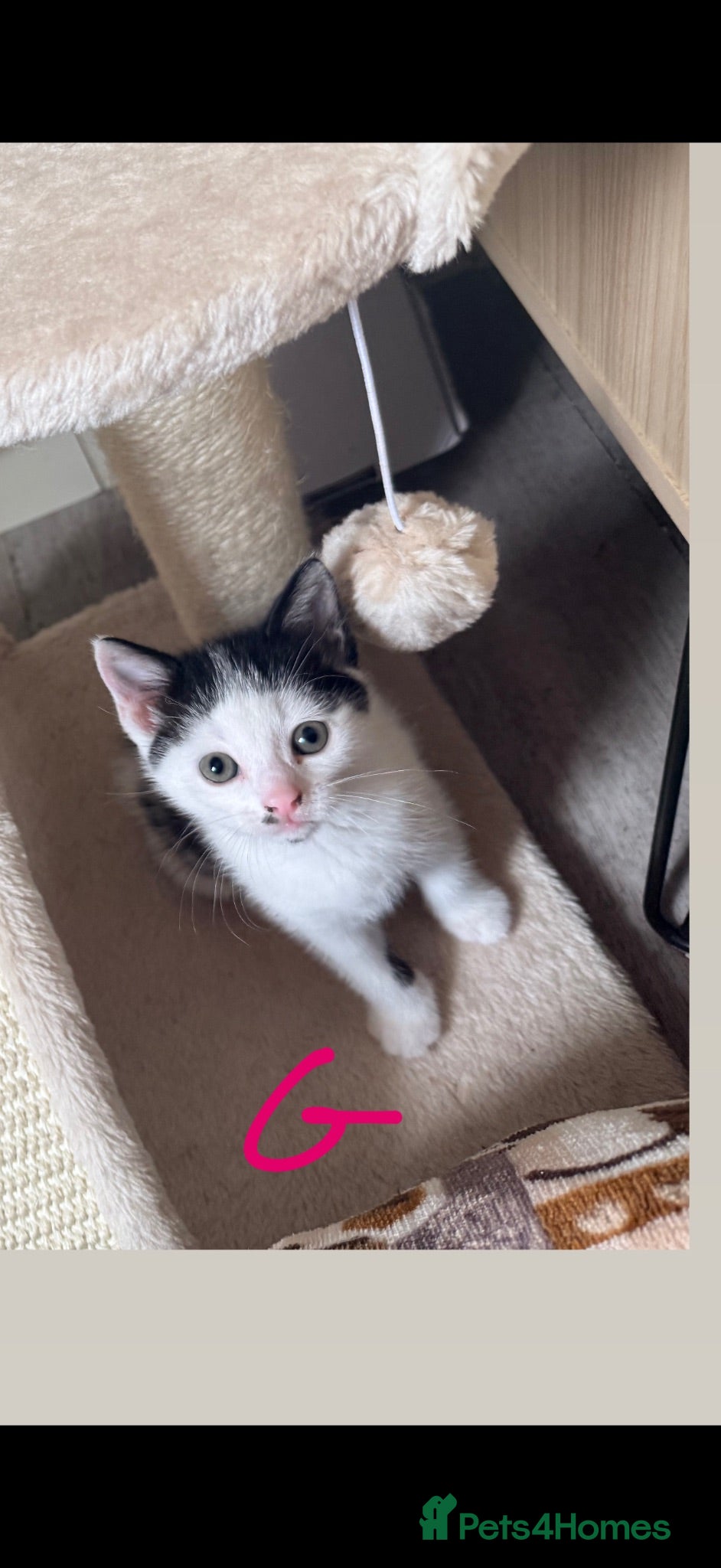 Mixed Breed cats Loving home for 2 kittens  - Advert 5