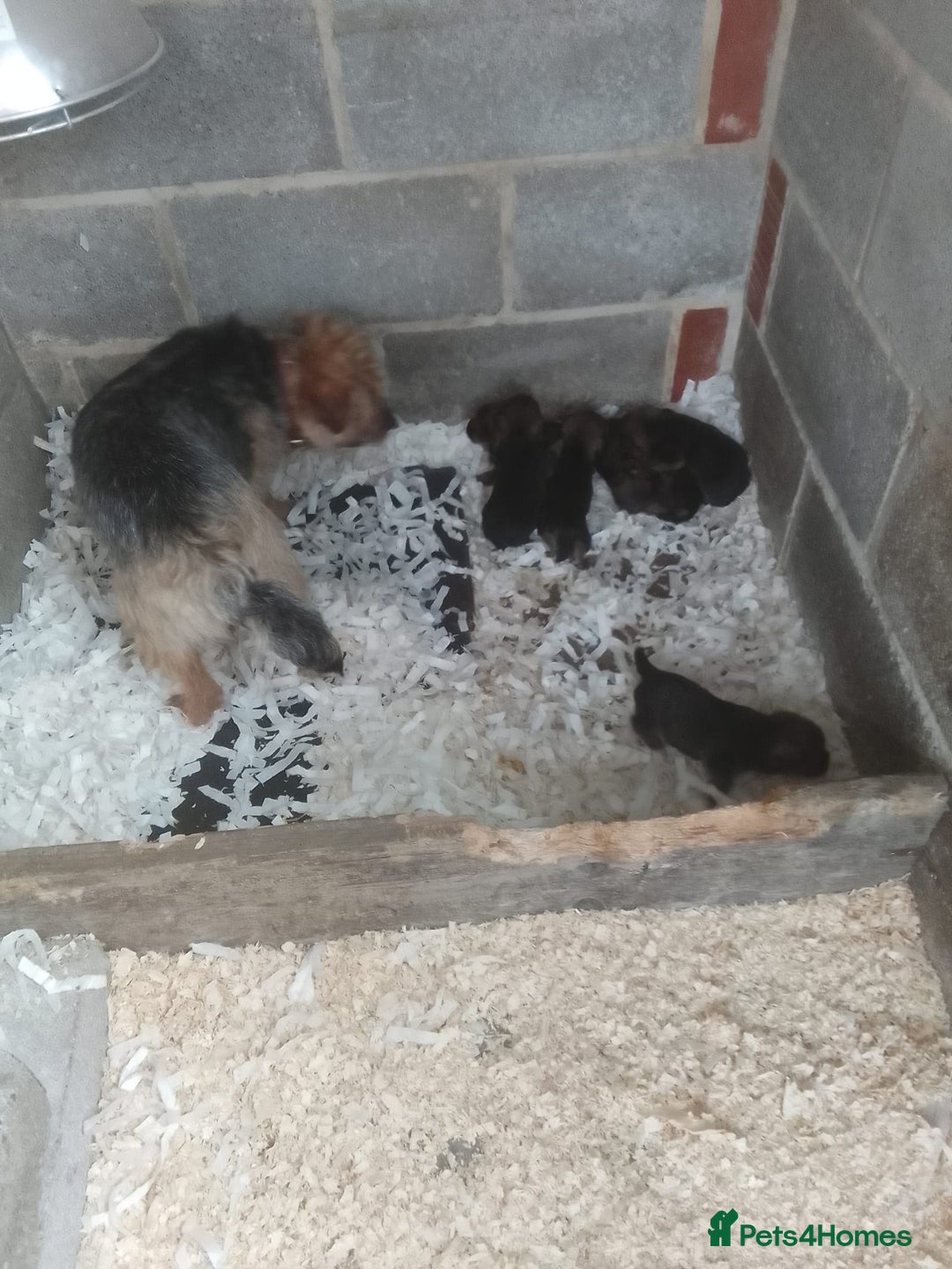Border Terrier dogs for sale: Border terrier puppies for sale  - Image 4