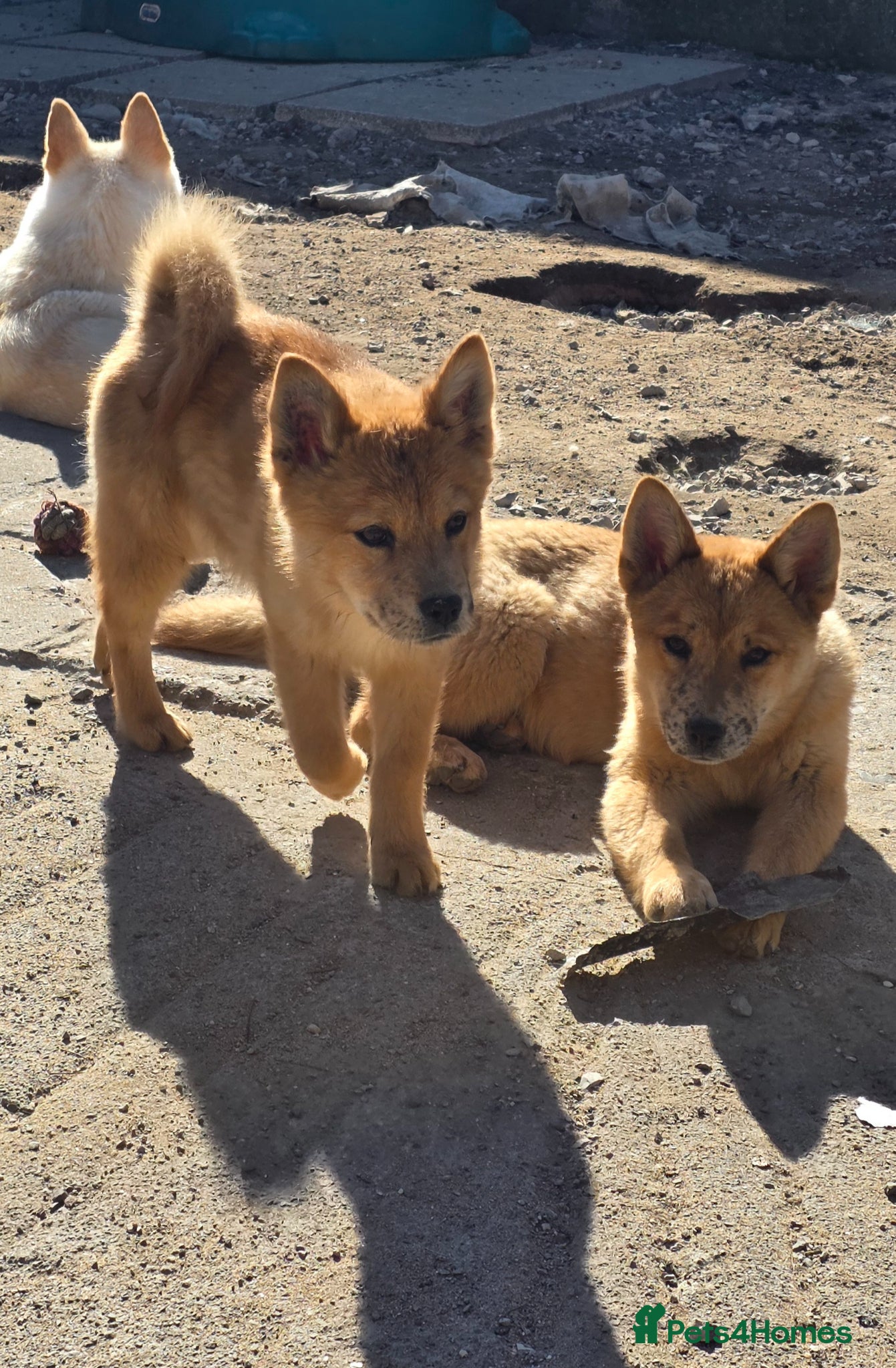 Mixed Breed dogs Adorable Merle Chowski's for sale  - Advert 13