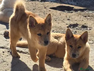 Mixed Breed dogs Adorable Merle Chowski's for sale - Advert 13