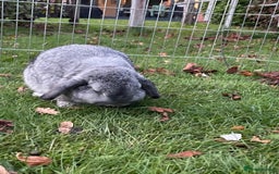 Mini Lop rabbits for sale: Adorable Coco - female Mini Lop - Advert 2