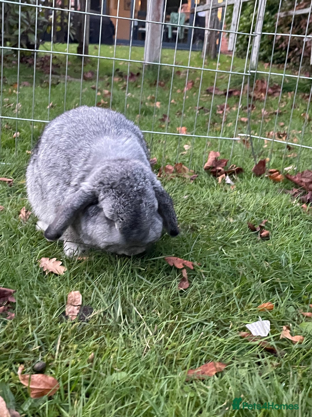 Mini Lop rabbits for sale: Adorable Coco - female Mini Lop - Advert 2