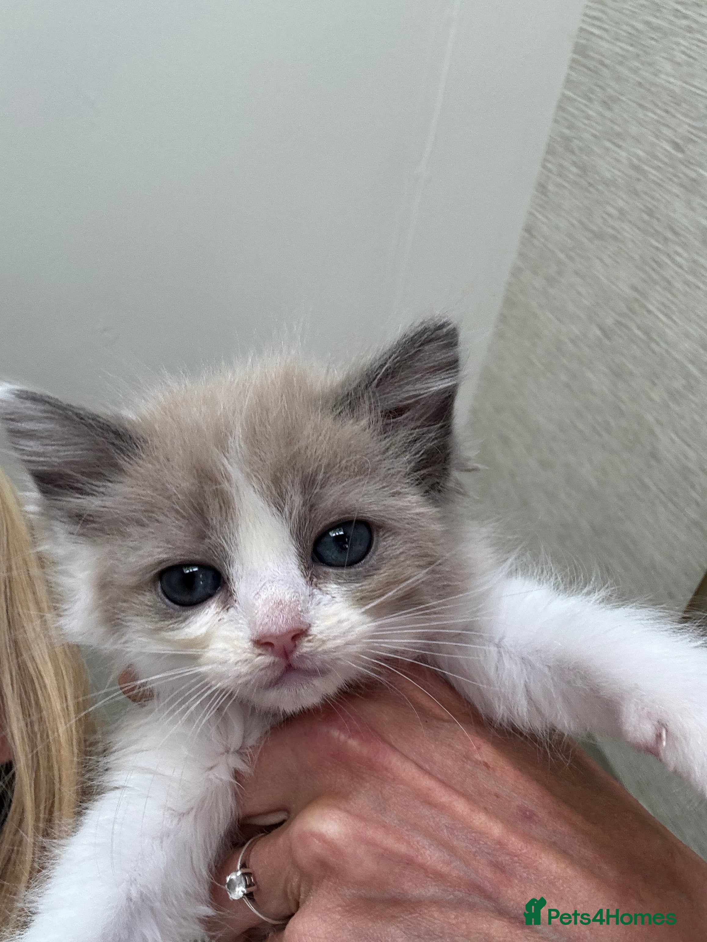 Ragdoll cats Ragdoll kittens - Ready Now Mink/Bicolour - Advert 6