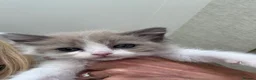Ragdoll cats for sale: Ragdoll kittens - Ready Now Mink and tabby - Advert 4