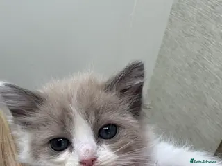 Ragdoll cats Ragdoll kittens - Ready Now Mink/Bicolour - Advert 6