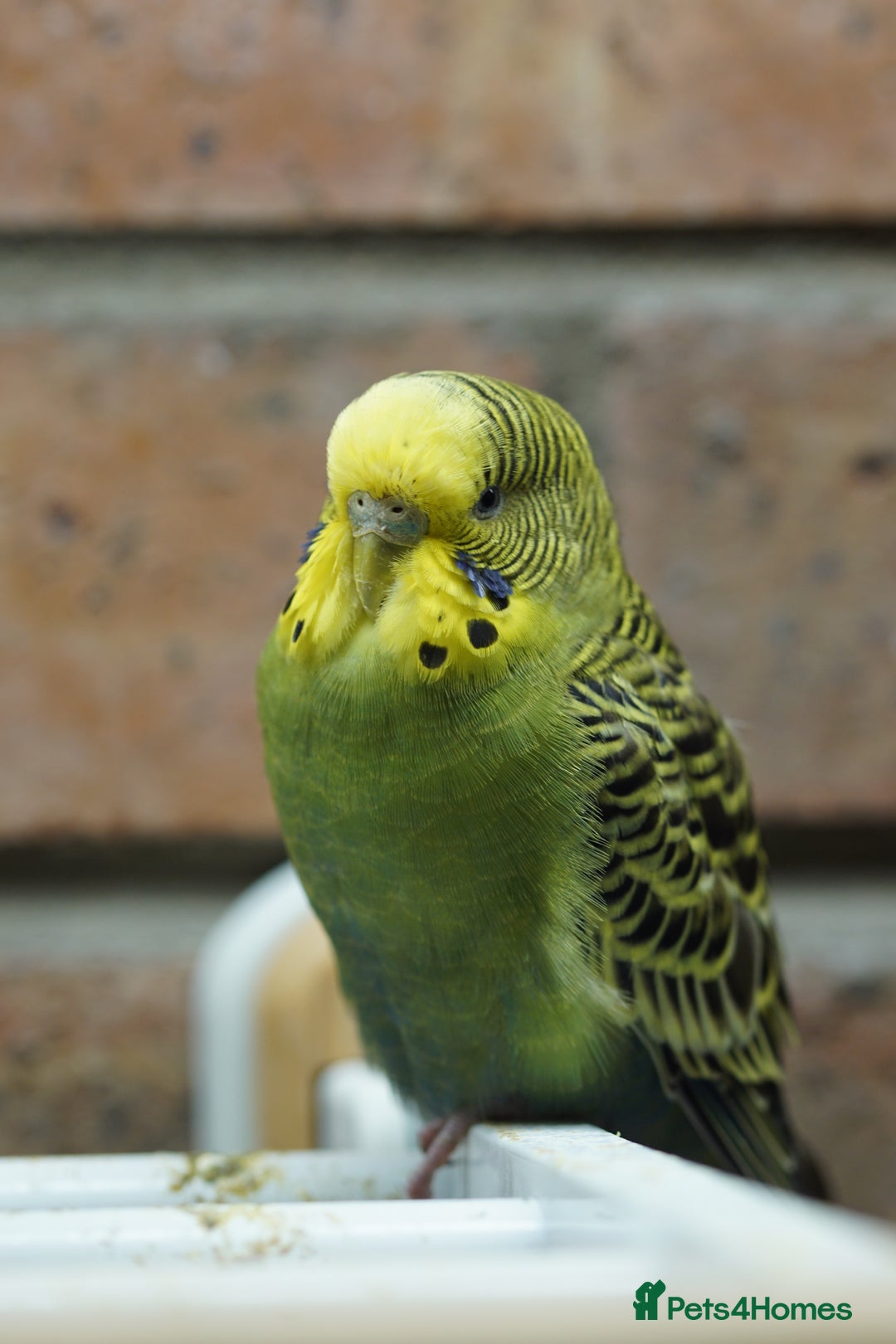 Budgerigars birds for sale: Budgies  - Advert 21