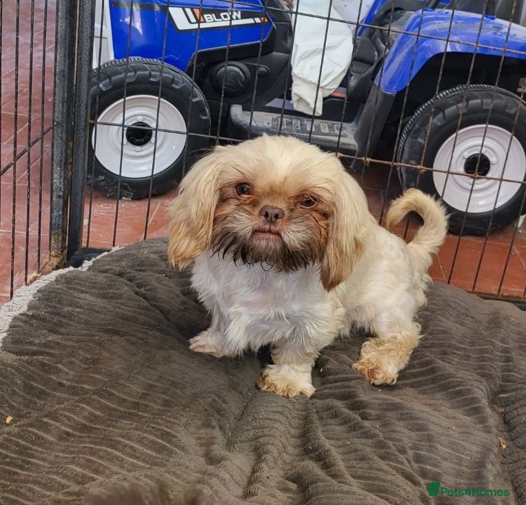 Shih Tzu dogs Imperial shih tzu and shihpoo  - Advert 1