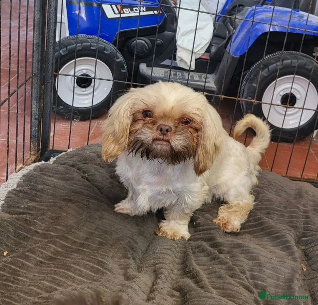 Shih Tzu dogs for sale: Imperial shih tzu and shihpoo  - Advert 1