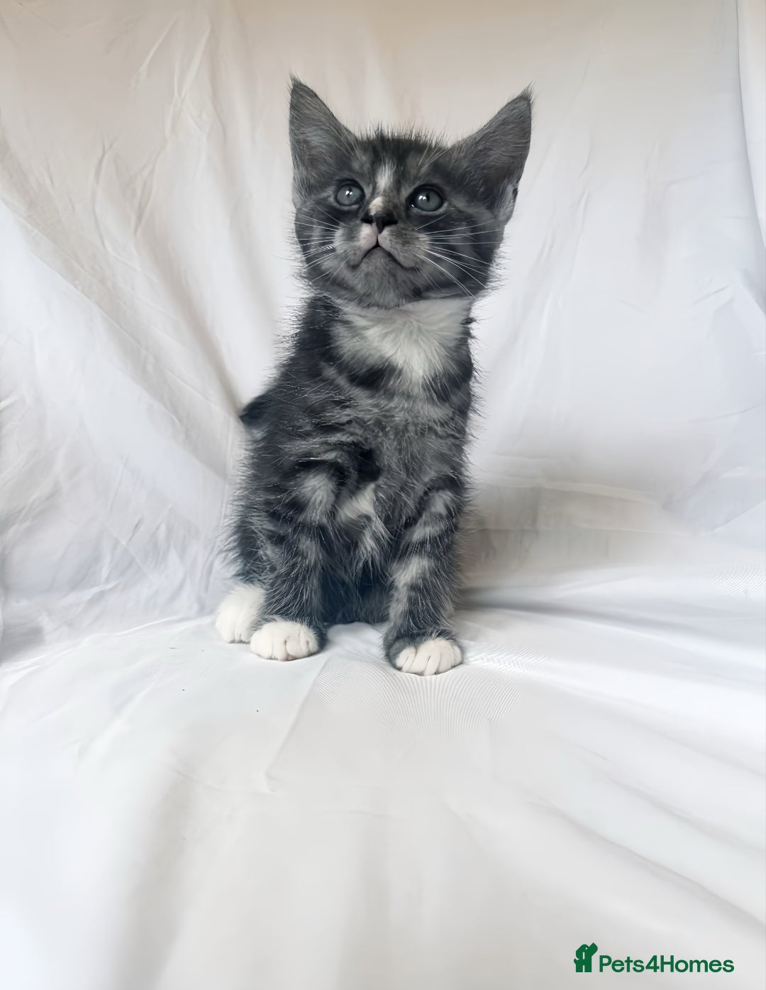 Maine Coon cats for sale: Blue Grey  - Image 5