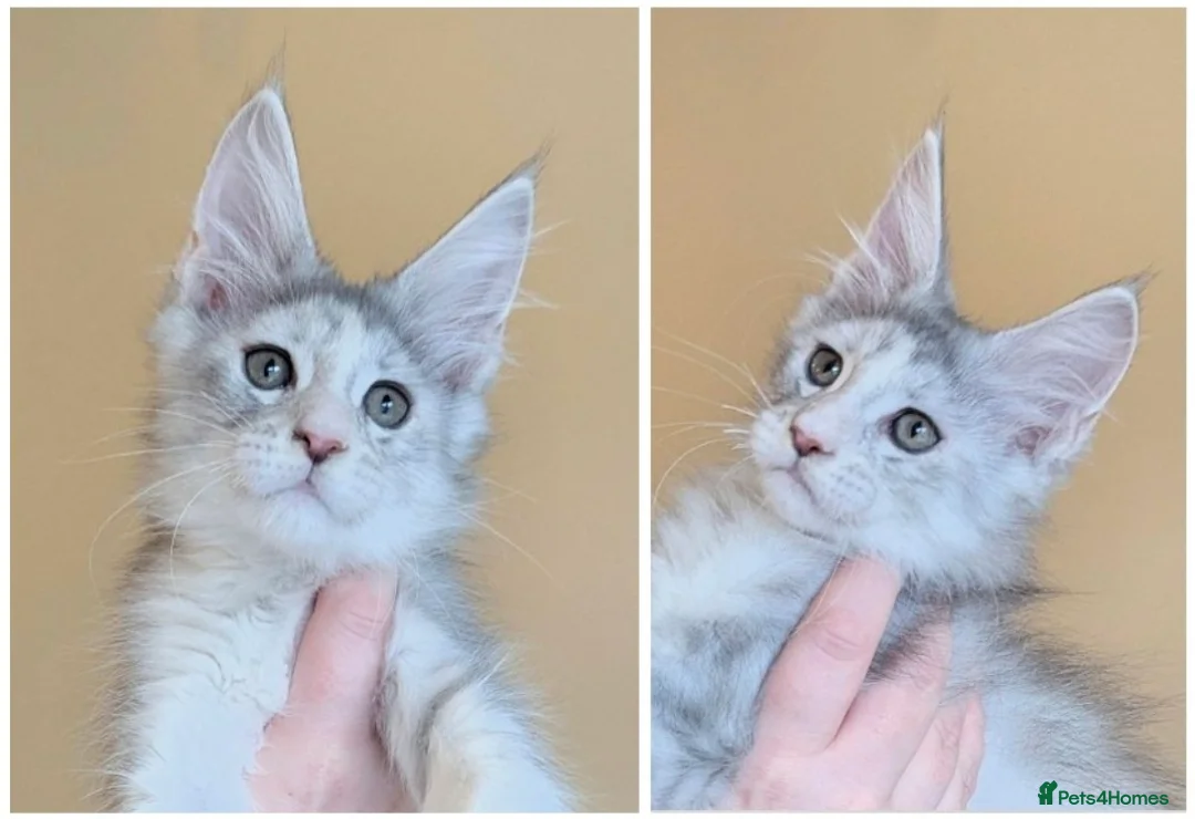 Maine Coon cats for sale: Championed Lined Registered Maine Coon Kitten  - Advert 1