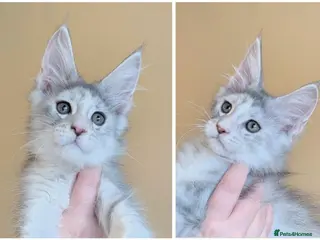 Maine Coon cats Gccf Registered Female Maine Coon Kitten - Advert 1