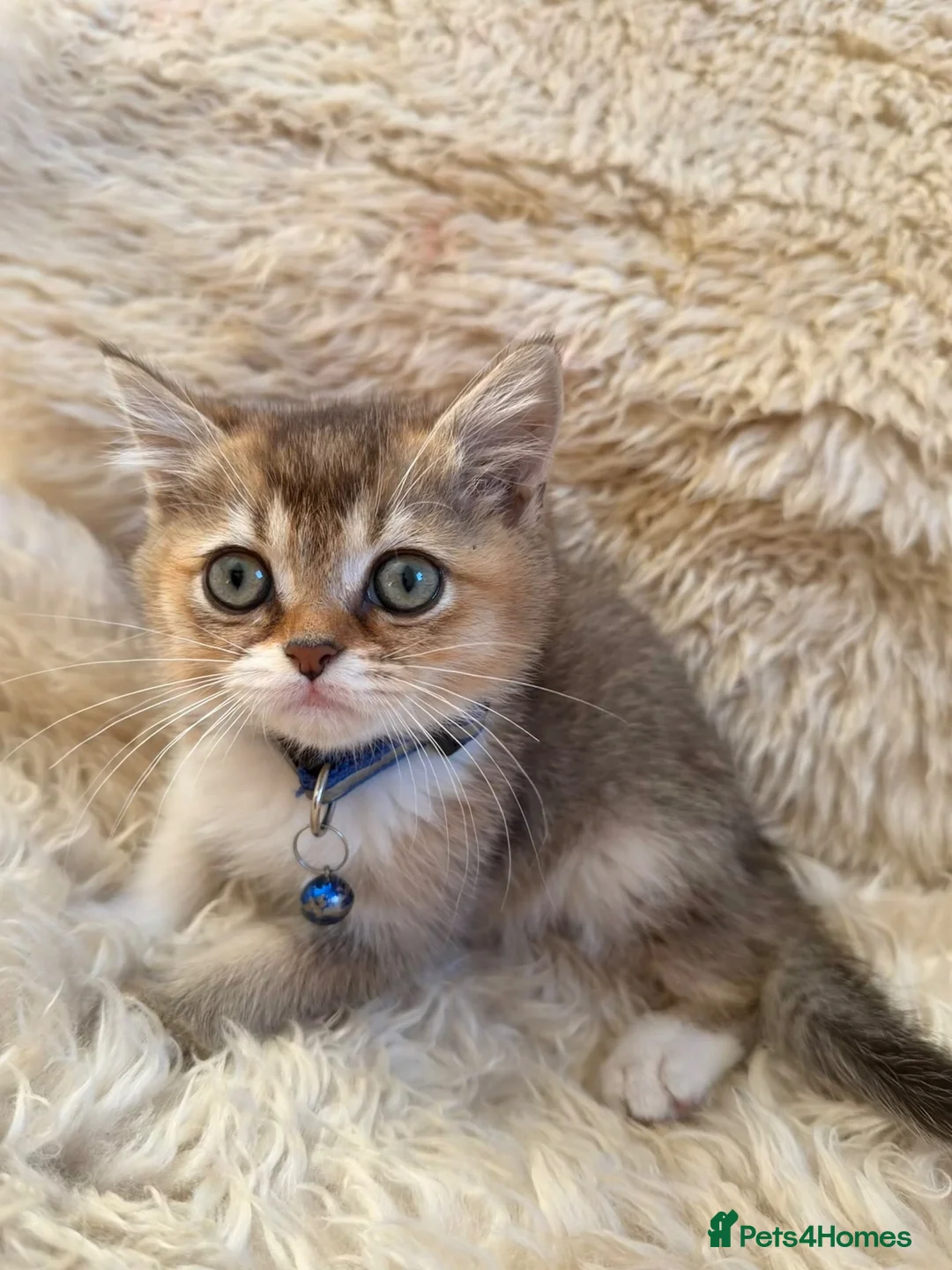 British Shorthair cats for sale: British short hair / long hair kittens in Edgware - Advert 15