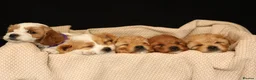 Cavapoo dogs for sale: cavapoo puppies for Sale X3 Girls  in Lincoln - Advert 12
