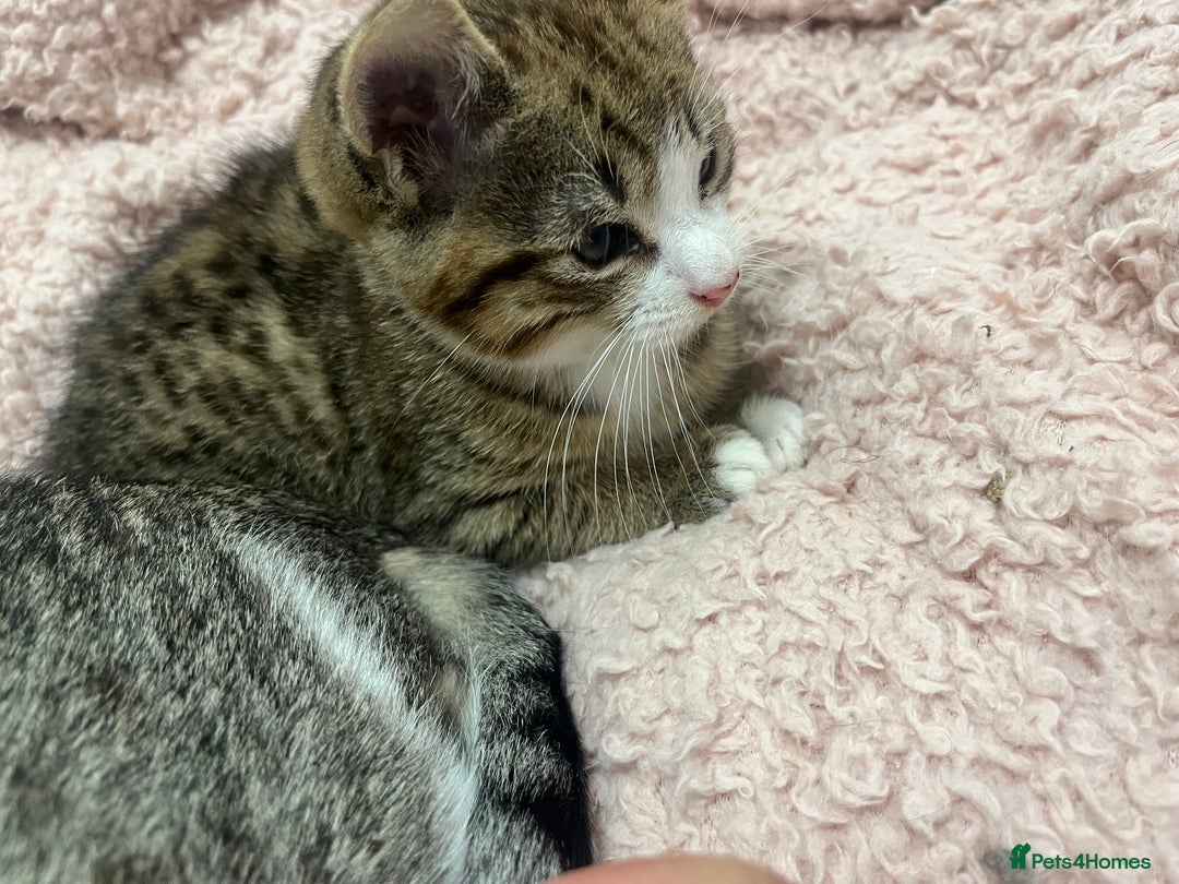 Mixed Breed cats for sale: Beautiful Half Bengal Boy Looking For His New home - Advert 1