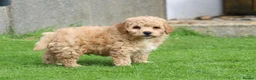 Poochon dogs for sale: Beautiful Poochon puppies for sale  - Advert 11
