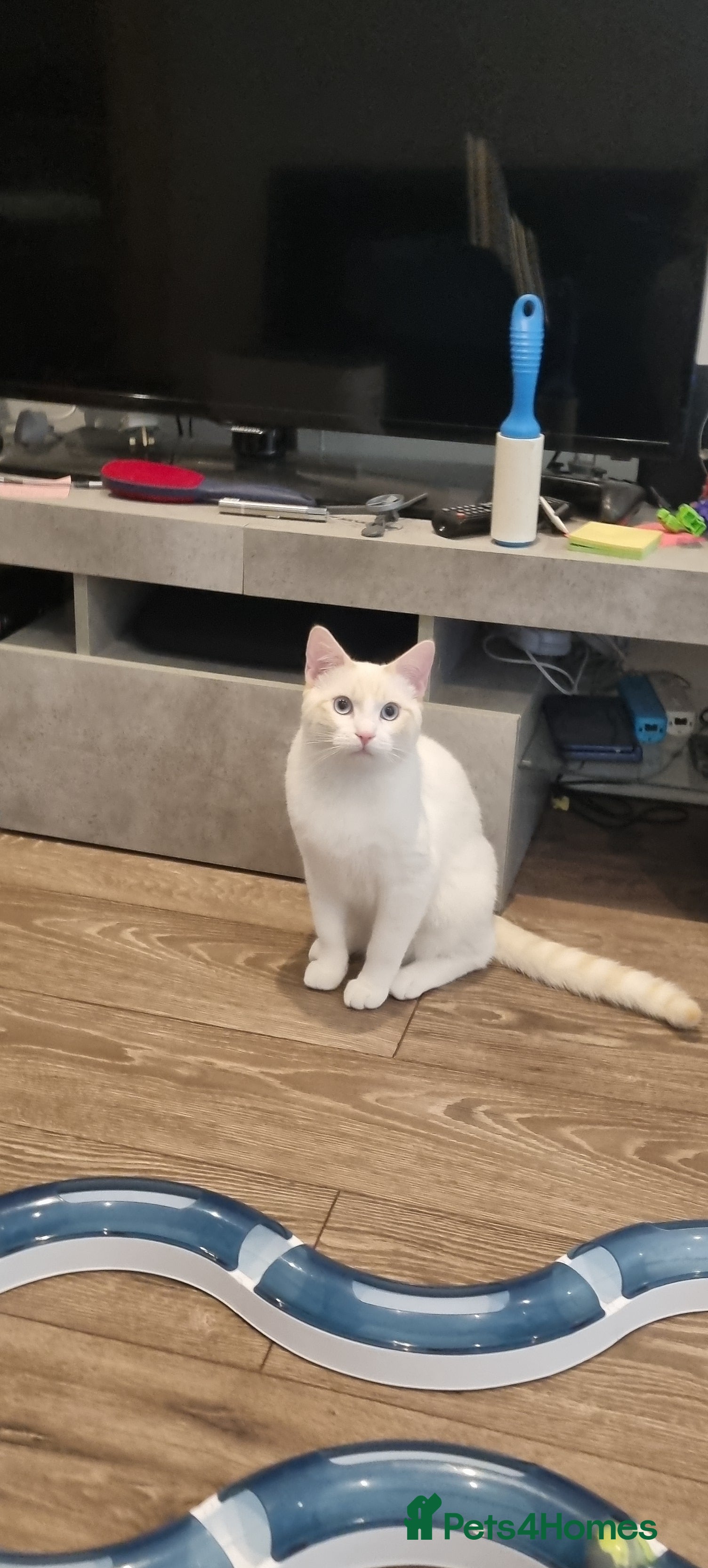 Siamese cats Flame point siamese  - Advert 3