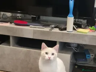 Siamese cats Flame point siamese - Advert 3