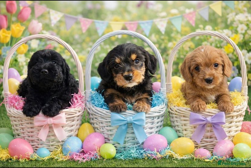 Cockapoo dogs Cockerpoo - Advert 10