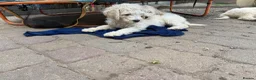 Standard Poodle dogs for sale: 🥇 White KC Standard Poodle Puppies – Ready Now ✨ - Advert 15