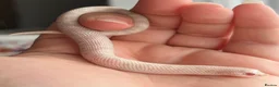 Snake reptiles for sale: Various Western Hognoses - Advert 17
