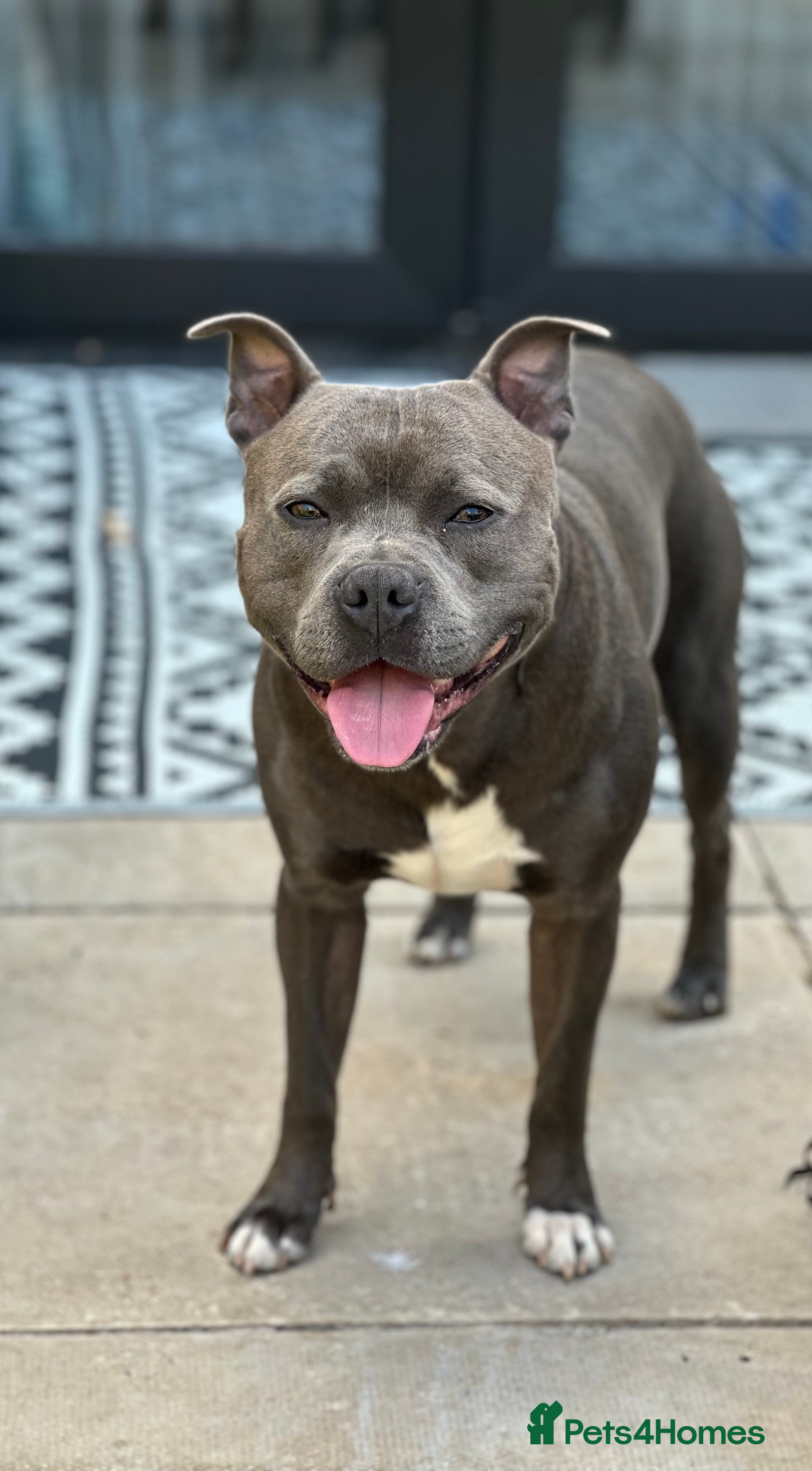 Staffordshire Bull Terrier dogs Blue Staffordshire Bull Terrie Stud  - Advert 1