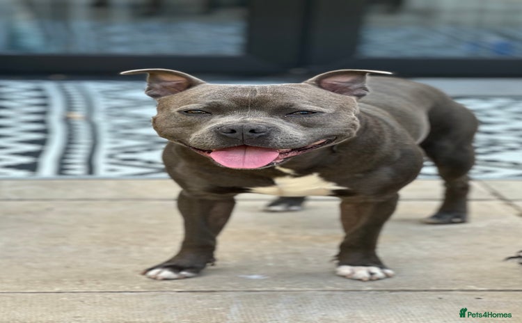 Staffordshire Bull Terrier dogs - Advert 11