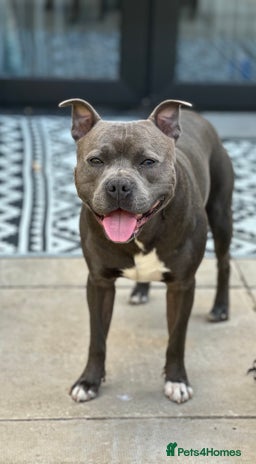 Staffordshire Bull Terrier dogs - Advert 1