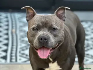 Staffordshire Bull Terrier dogs Blue Staffordshire Bull Terrie Stud - Advert 3
