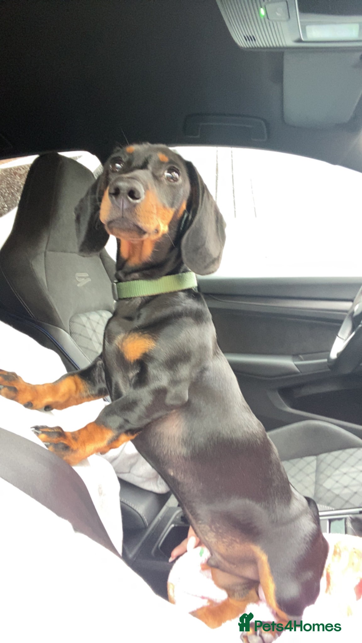 Dachshund dogs for sale: dachshund black and tan - Advert 4