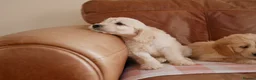Mini Goldendoodle dogs for sale: Beautiful Health Tested Goldendoodle Puppies - Advert 7