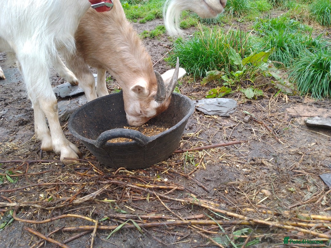 Goats livestock for sale: Wether looking for new home - Image 2
