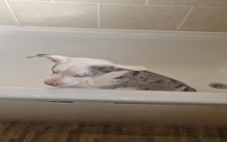 Mixed Breed dogs for sale: Frenchie x Labrador Puppies 17 weeks ready to go - Image 9