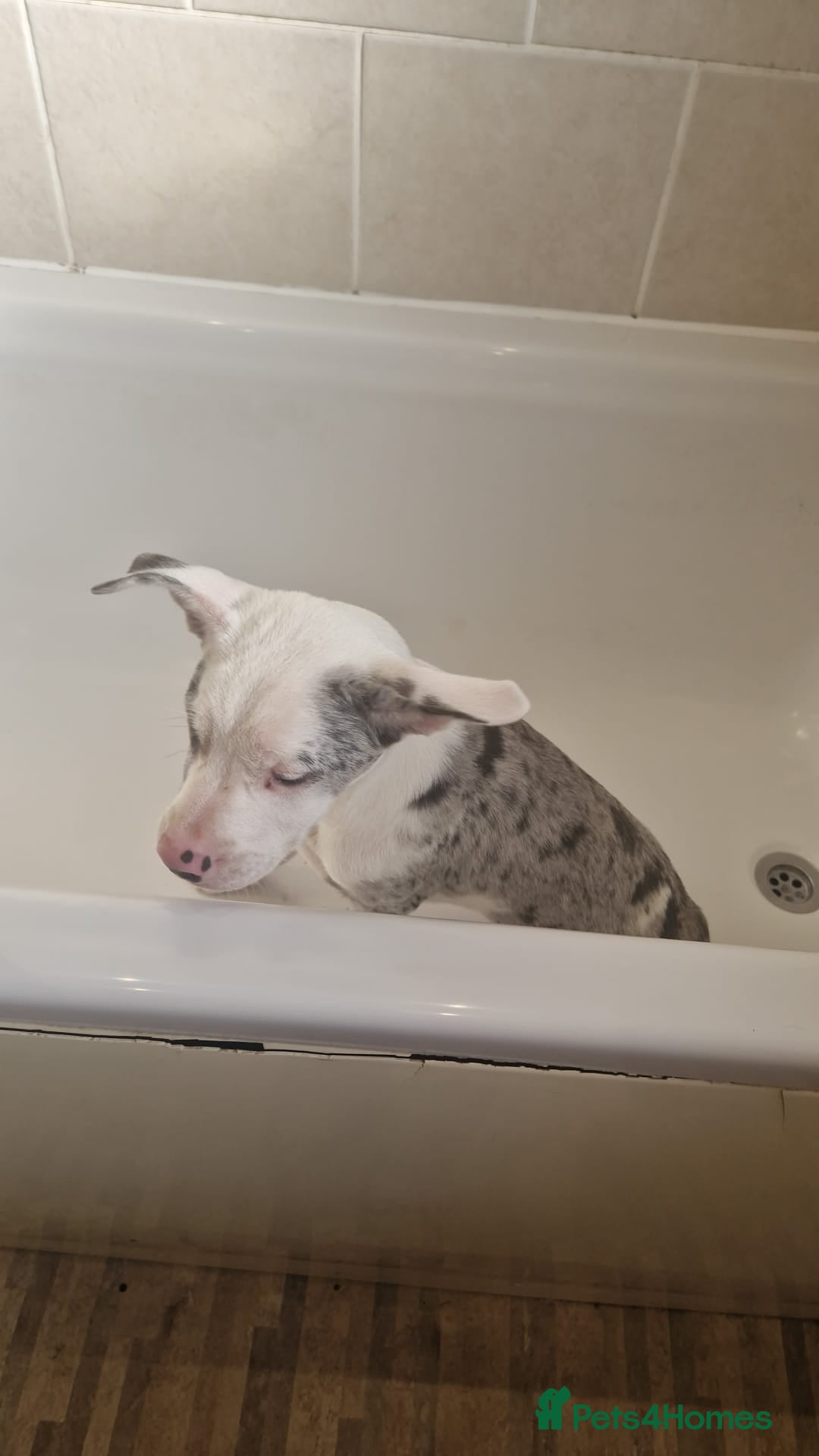 Mixed Breed dogs for sale: Frenchie x Labrador Puppies 17 weeks ready to go - Image 9