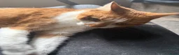 Domestic Shorthair cats for sale: 2 cute kitties need rehoming ASAP!! (FREE) in London - Advert 11