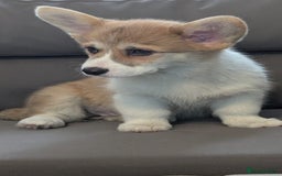 Welsh Corgi Pembroke dogs for sale: Health tested Quality Pembrokeshire Corgie Puppies - Image 10