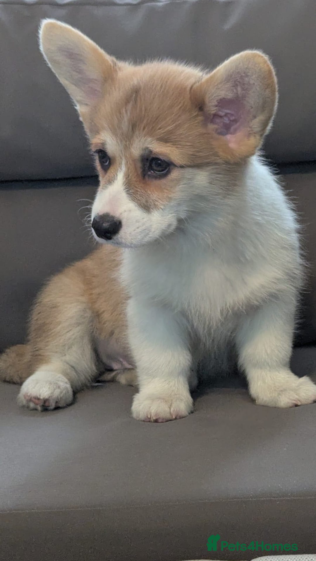 Welsh Corgi Pembroke dogs for sale: Health tested Quality Pembrokeshire Corgie Puppies - Image 10