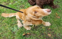 Cocker Spaniel dogs for sale: READY NOW working cocker spaniel pups - Image 10
