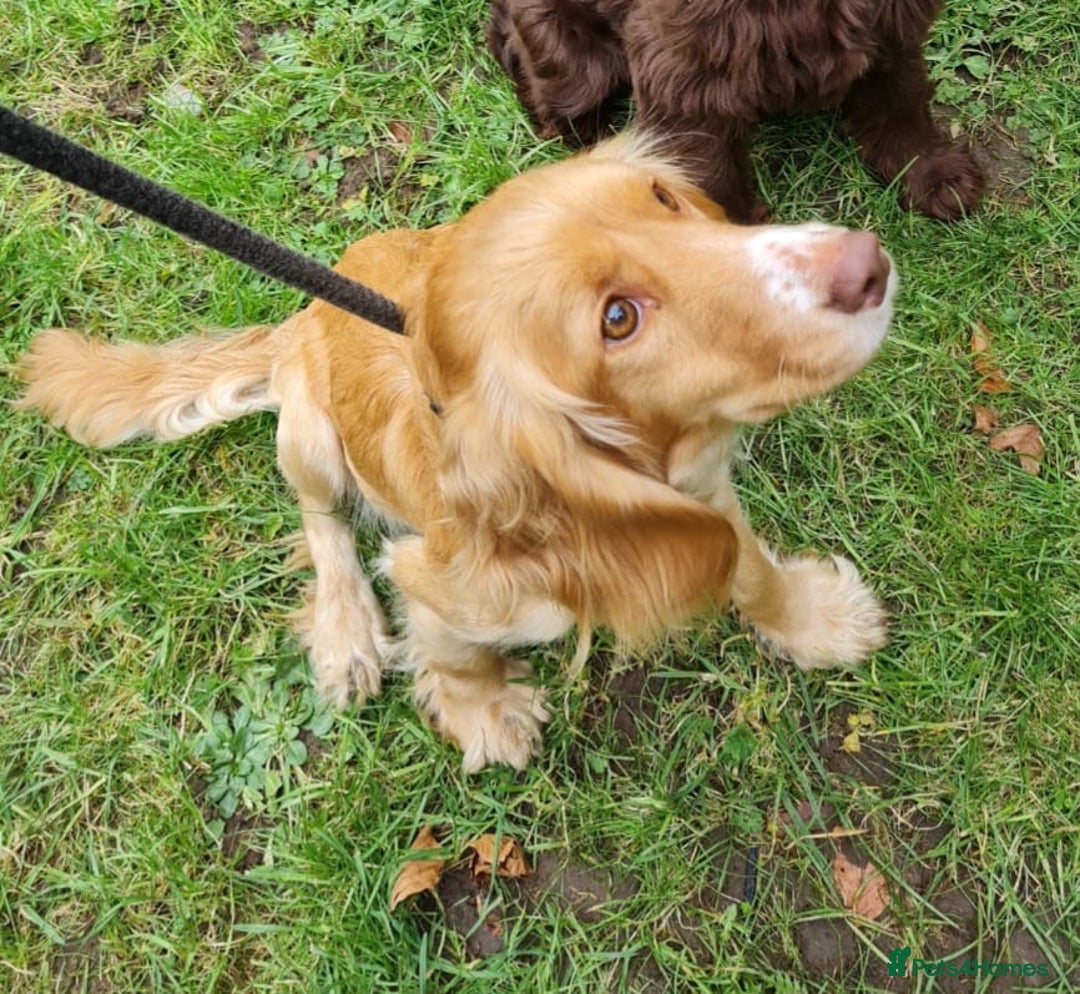 Cocker Spaniel dogs for sale: READY NOW working cocker spaniel pups - Image 10
