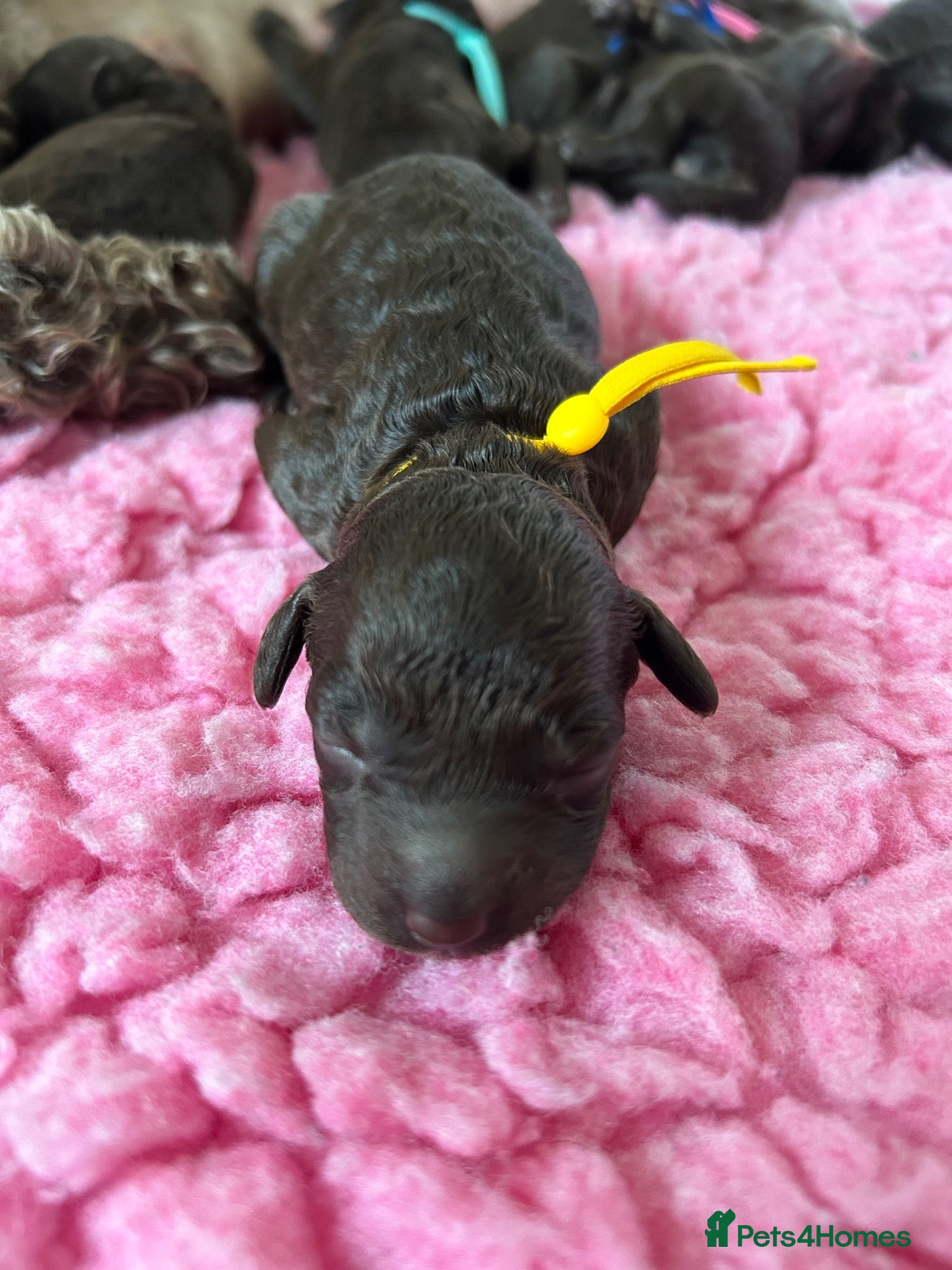 Labradoodle dogs for sale: Beautiful Chocolate Labradoodles  - Advert 2