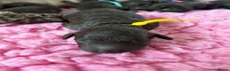 Labradoodle dogs for sale: Beautiful Chocolate Labradoodles  - Advert 3