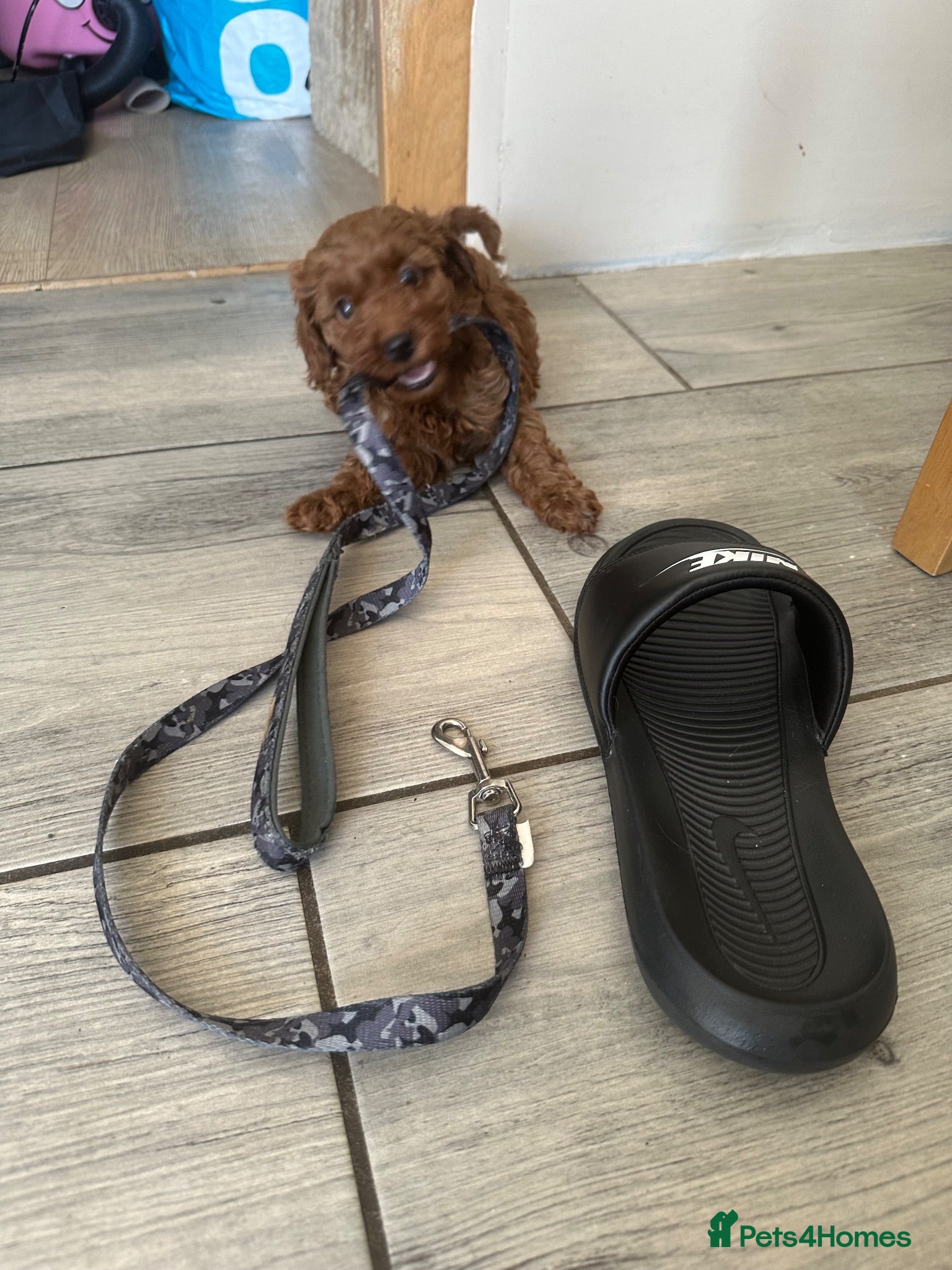 Cavapoo dogs Beautiful f1b red Cavapoo puppies    - Advert 5