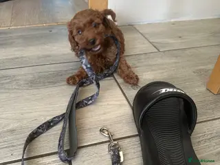 Cavapoo dogs Beautiful f1b red Cavapoo puppies - Advert 5