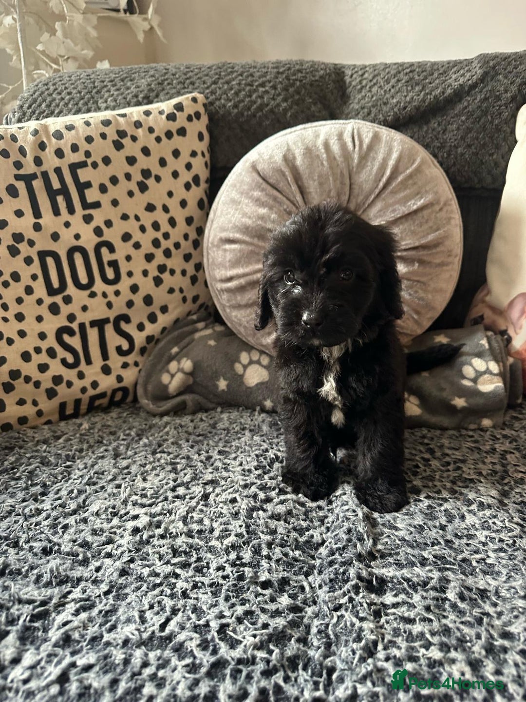 Cockapoo dogs for sale: F1 Toy Cockapoos in Preston - Image 11