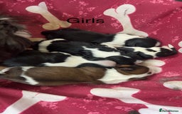 Shih Tzu dogs for sale: Imperial shih tzu puppies - Image 3